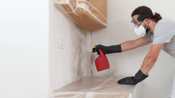 Professional Mold Cleanup technician working in Bellevue, MI
