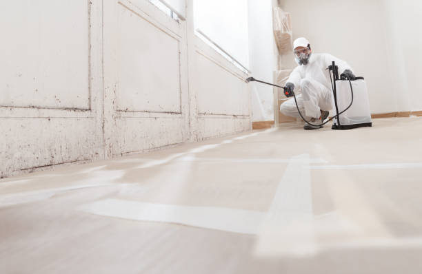 24/7 Emergency Mold Cleanup experts in Bellevue, MI