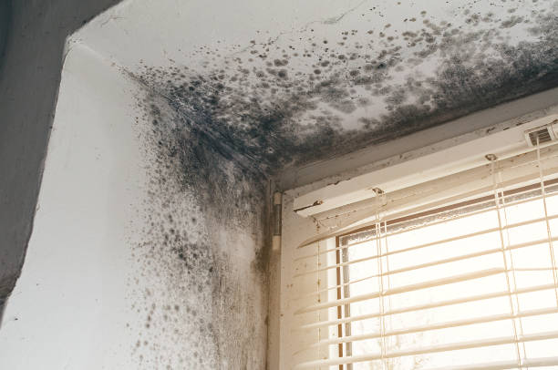 Affordable Mold Cleanup solutions in Bellevue, MI
